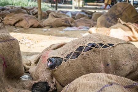 Pigs tied up in sacks and on sale for meat at the weekly animal market