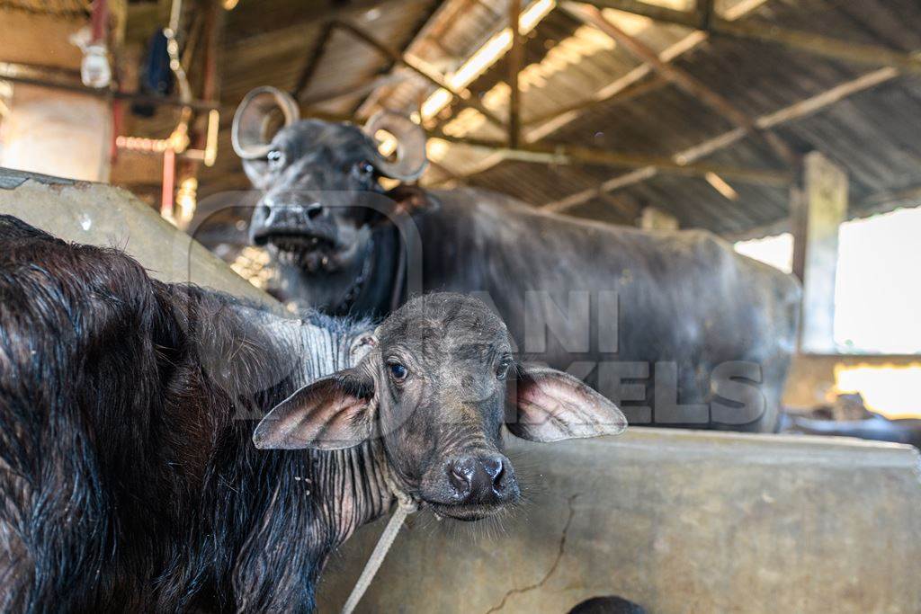 Indian buffalo calf tied up away from her mother in a a concrete shed on an urban dairy farm or tabela, Aarey milk colony, Mumbai, India, 2023