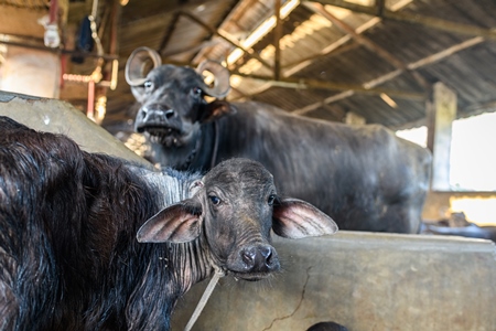 Indian buffalo calf tied up away from her mother in a a concrete shed on an urban dairy farm or tabela, Aarey milk colony, Mumbai, India, 2023