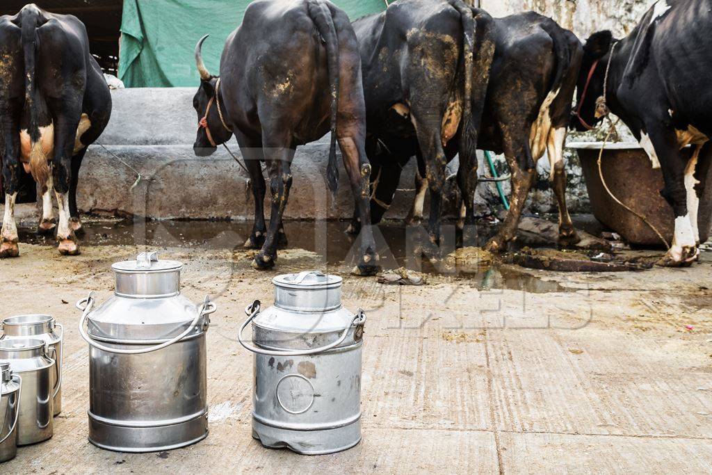 Dairy cows standing in a line with metal milk cans in an urban dairy in Maharashtra