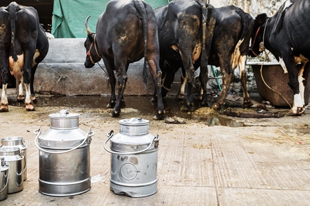 Dairy cows standing in a line with metal milk cans in an urban dairy in Maharashtra