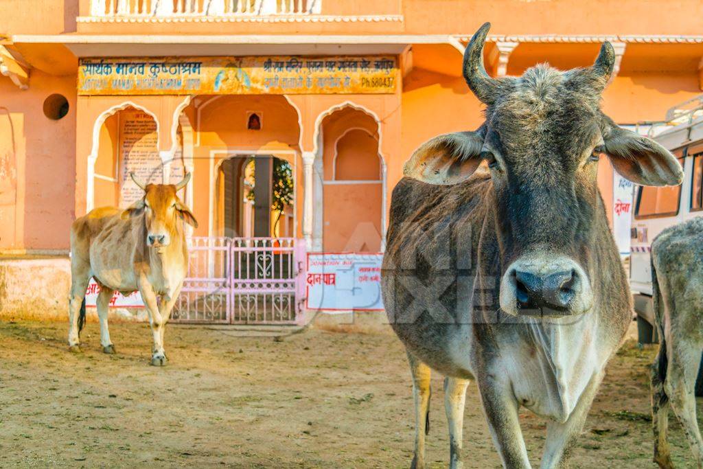 Cows in street with orange building in background in the city of Jaipur