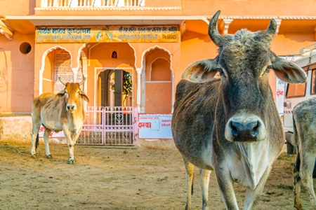 Cows in street with orange building in background in the city of Jaipur