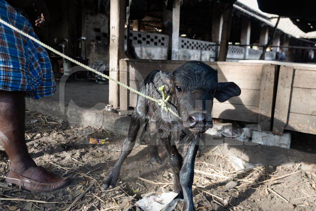 Farm worker with newborn baby Indian buffalo calf on a rope on an urban dairy farm or tabela, Aarey milk colony, Mumbai, India, 2023