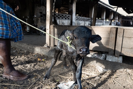 Farm worker with newborn baby Indian buffalo calf on a rope on an urban dairy farm or tabela, Aarey milk colony, Mumbai, India, 2023