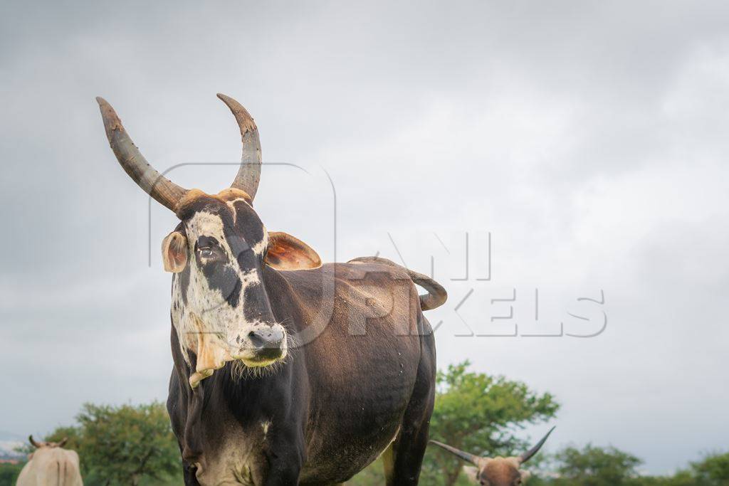 Indian cow with large horns from a dairy farm grazing in a field on the outskirts of a city in Maharashtra in India