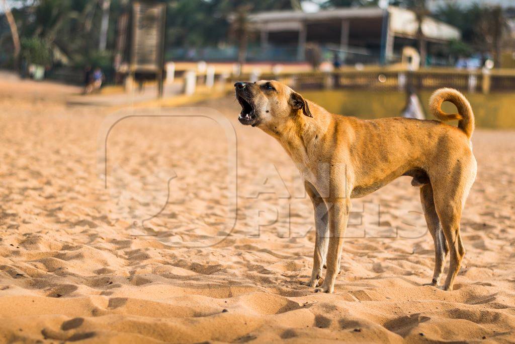 Indian stray or street dog barking or howling on beach in Goa in India