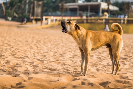 Indian stray or street dog barking or howling on beach in Goa in India