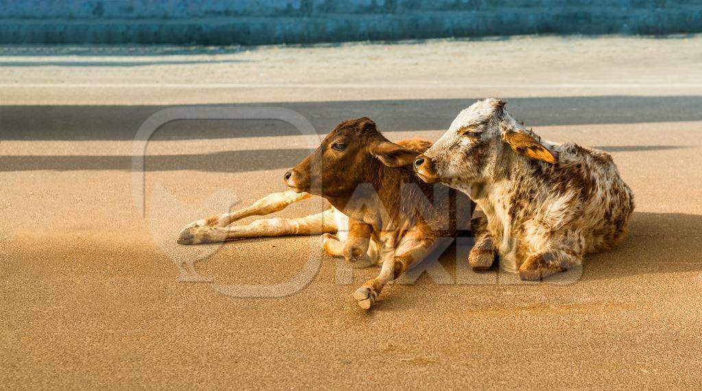Two street calves lying in the middle of the road in city of Bikaner