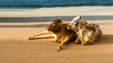 Two street calves lying in the middle of the road in city of Bikaner