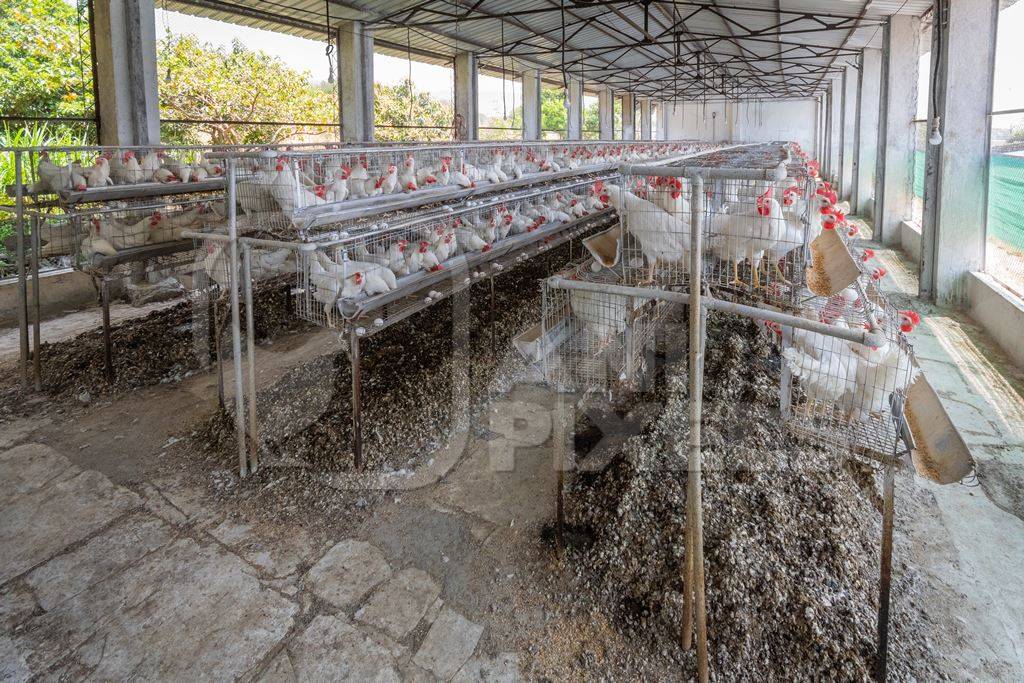 Photo of a poultry layer farm or egg farm in rural Maharashtra, India, 2021