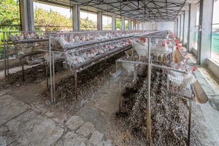 Photo of a poultry layer farm or egg farm in rural Maharashtra, India, 2021