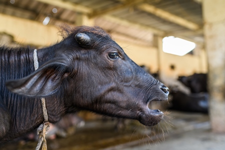 Indian buffalo calf bellowing in a concrete shed on an urban dairy farm or tabela, Aarey milk colony, Mumbai, India, 2023