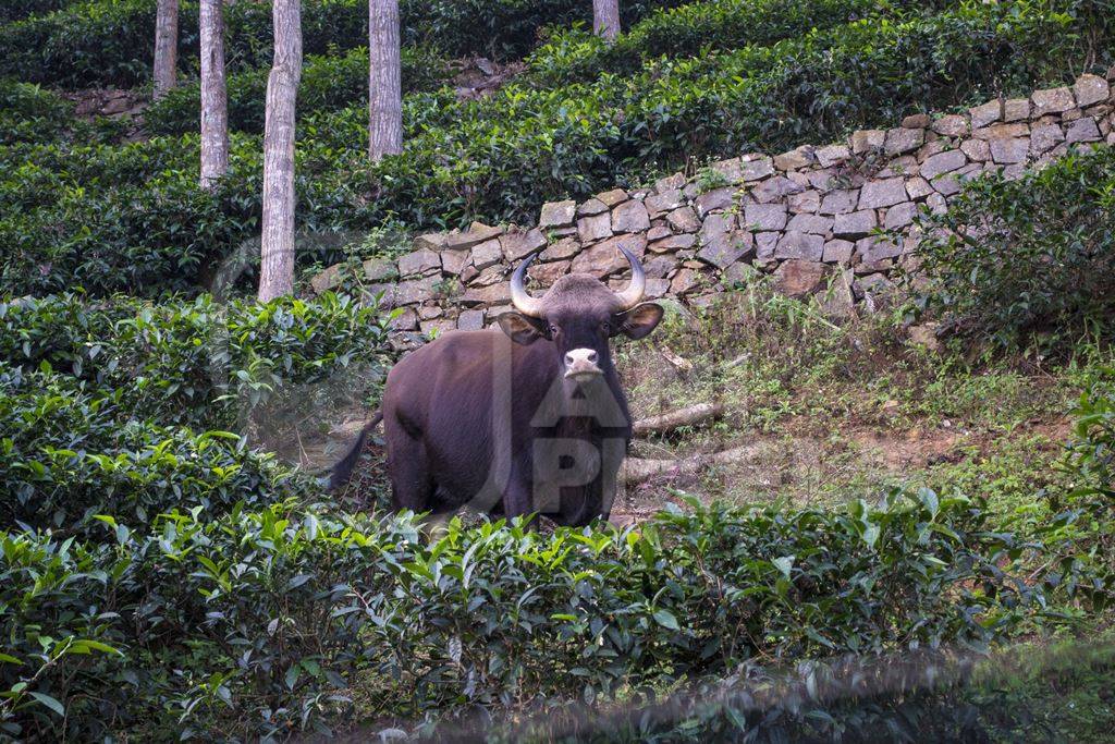 Indian gaur bison in the countryside