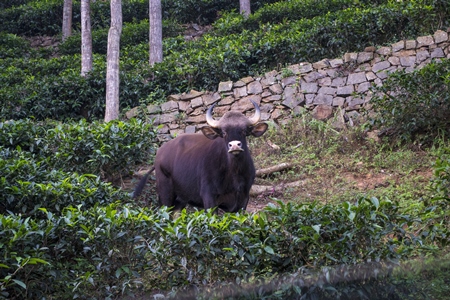 Indian gaur bison in the countryside