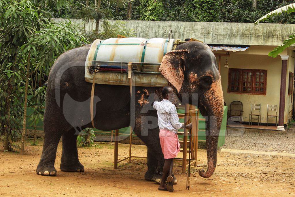 Elephant with harness used for tourist elephant rides with mahout
