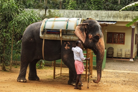 Elephant with harness used for tourist elephant rides with mahout