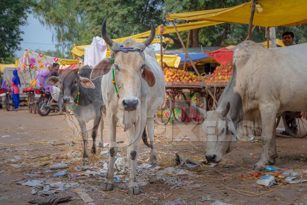 Indian street cow or bullock walking in the road in small town in Rajasthan in India