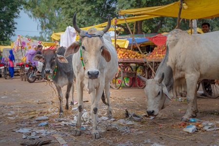 Indian street cow or bullock walking in the road in small town in Rajasthan in India