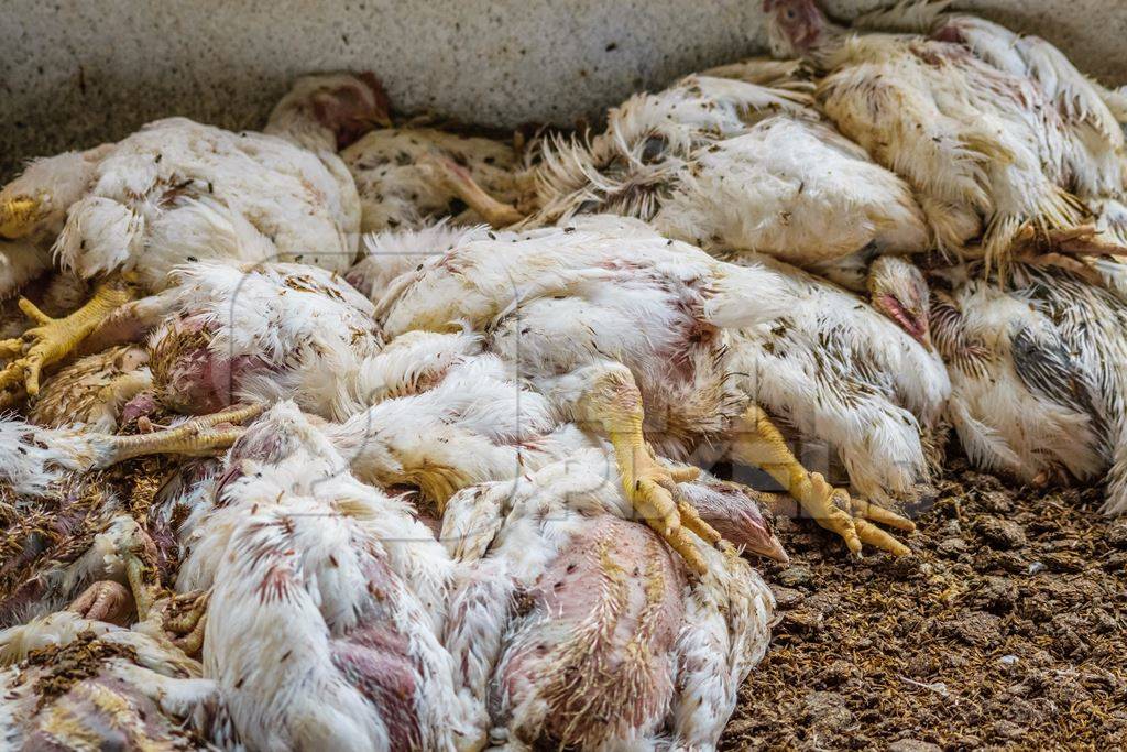 Pile of dead and dying broiler chickens raised for meat on a poultry broiler farm in Maharashtra in India