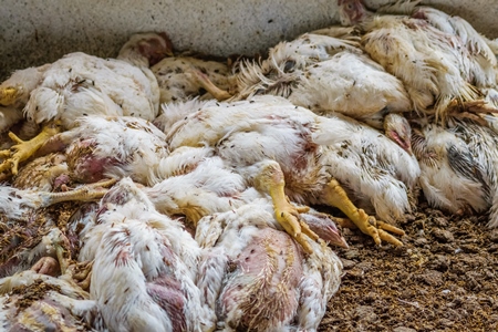 Pile of dead and dying broiler chickens raised for meat on a poultry broiler farm in Maharashtra in India
