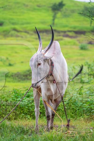 Working bullock tied up with nose ropes in green field likely Khillari breed of cattle