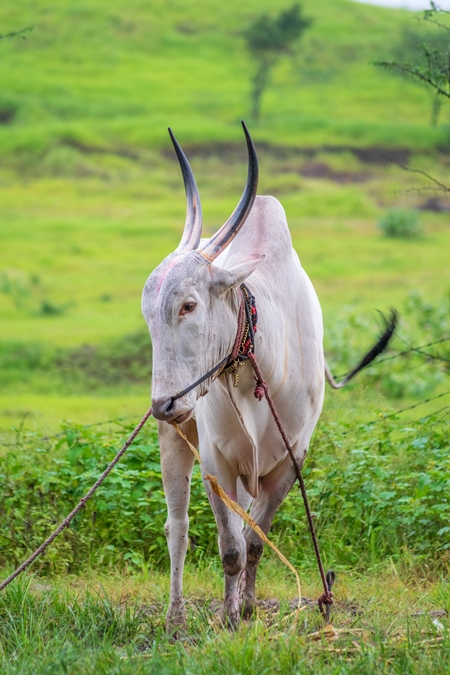 Working bullock tied up with nose ropes in green field likely Khillari breed of cattle