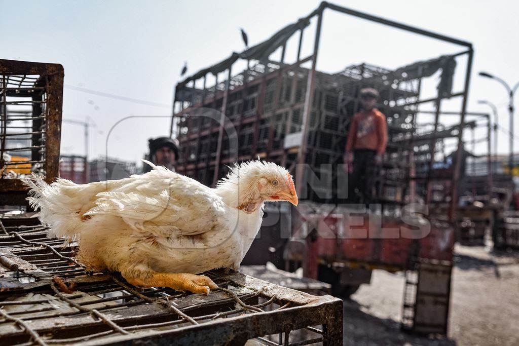 Indian broiler chicken sitting on top of cages with chicken truck in background at Ghazipur murga mandi, Ghazipur, Delhi, India, 2022