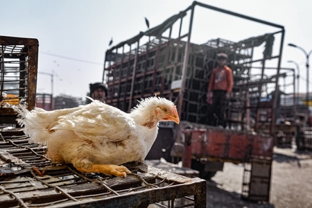Indian broiler chicken sitting on top of cages with chicken truck in background at Ghazipur murga mandi, Ghazipur, Delhi, India, 2022