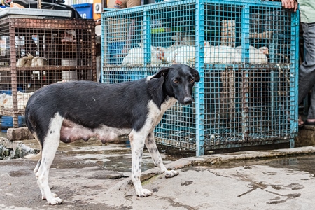 Stray Indian street dog outside chicken meat shop cages in Pune, India, 2021