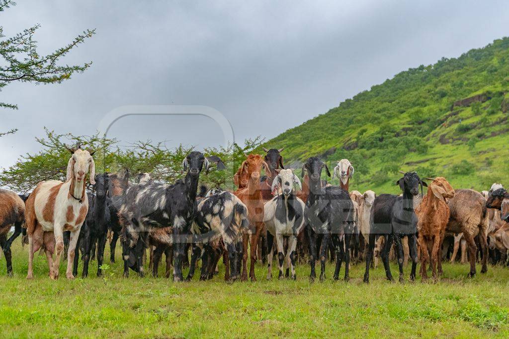 Herd of Indian goats and sheep grazing in field in Maharashtra in India looking at camera