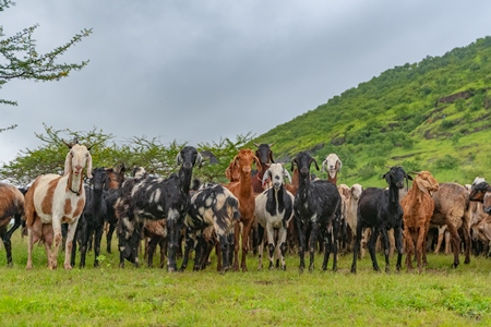 Herd of Indian goats and sheep grazing in field in Maharashtra in India looking at camera