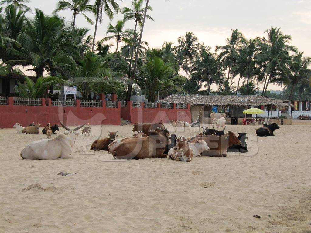Many cows sitting on the beach