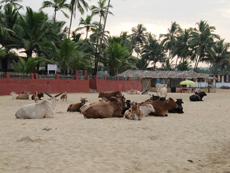 Many cows sitting on the beach