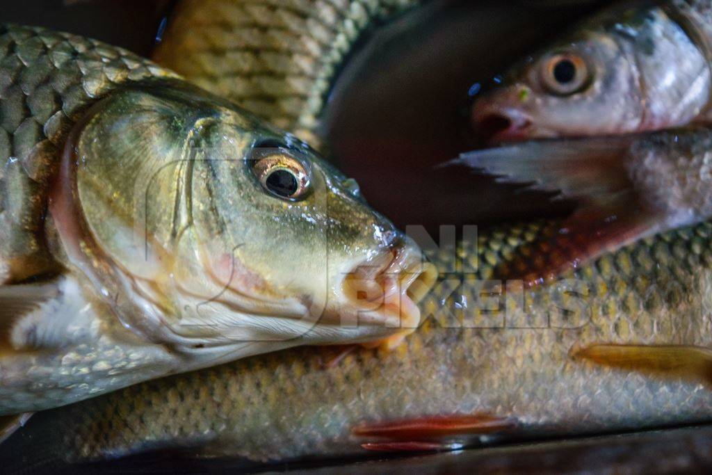 Alive fish on sale gasping in distress at the Mothers