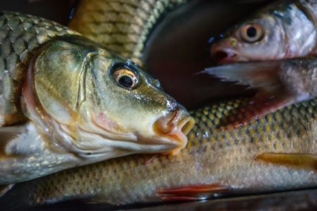 Alive fish on sale gasping in distress at the Mothers