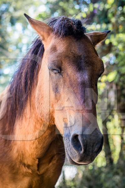 Face of brown horse in sunlight