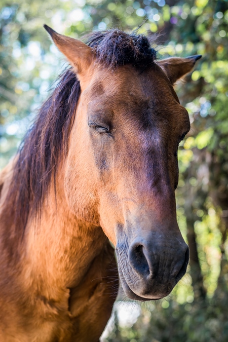 Face of brown horse in sunlight