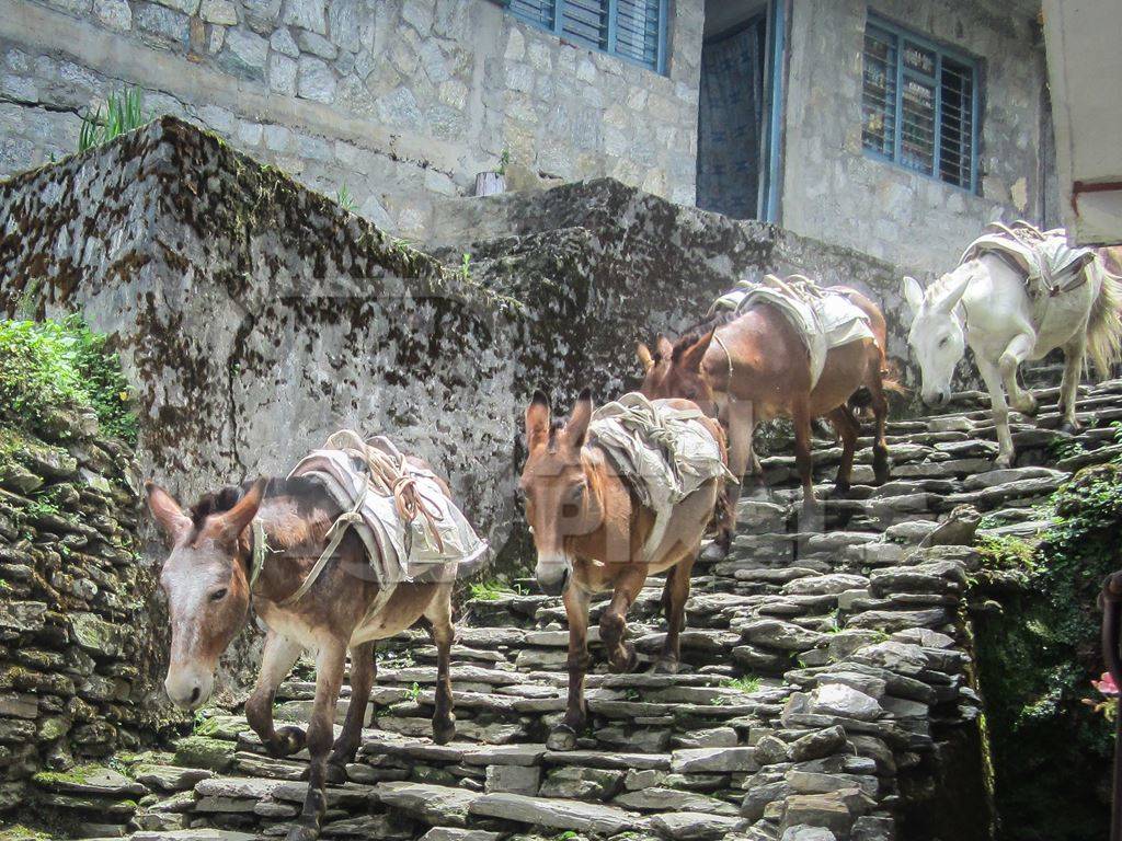 Several working donkeys in the mountains of Nepal