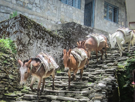 Several working donkeys in the mountains of Nepal