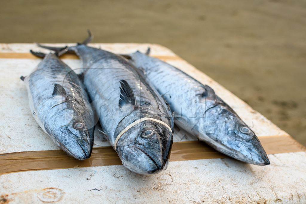 Dead Indian seer fish on sale at Malvan fish market on beach in Malvan, Maharashtra, India, 2022