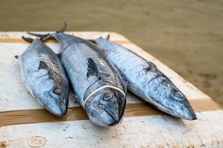 Dead Indian seer fish on sale at Malvan fish market on beach in Malvan, Maharashtra, India, 2022