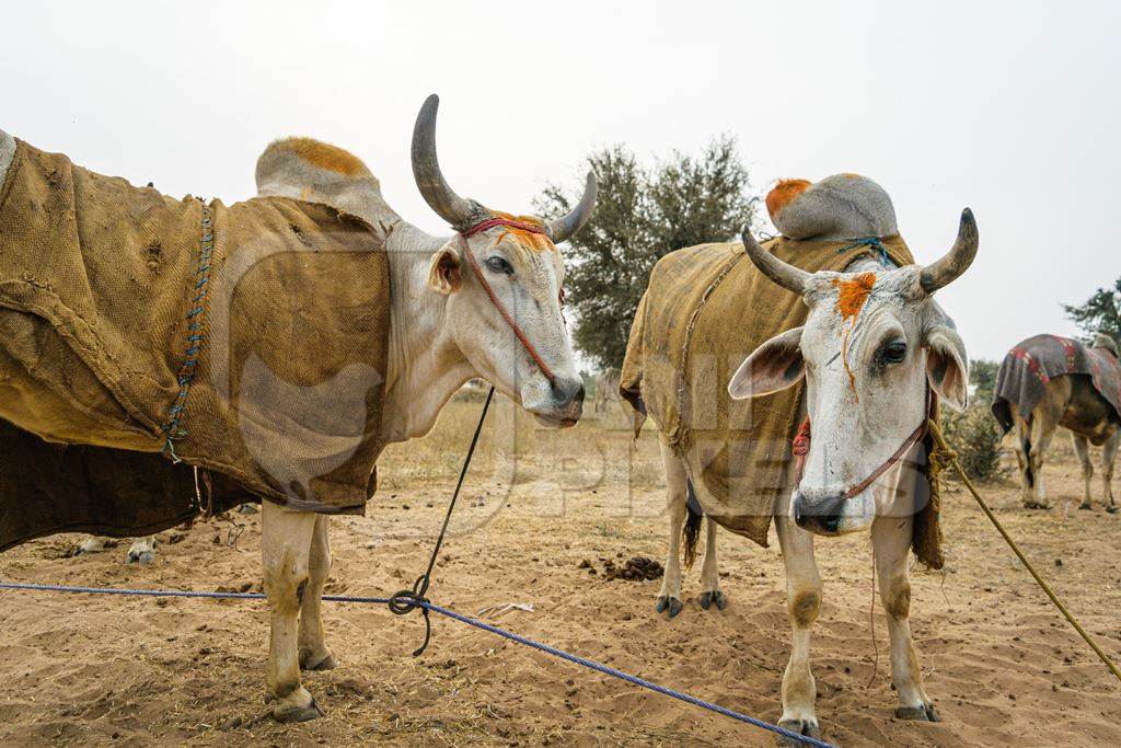 Many cattle tethered by ropes standing in a field at Nagaur cattle fair in Rajasthan, India, 2017