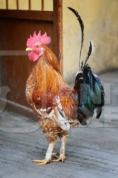 Free range cockerel or rooster walking in the street