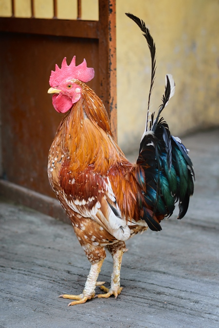 Free range cockerel or rooster walking in the street