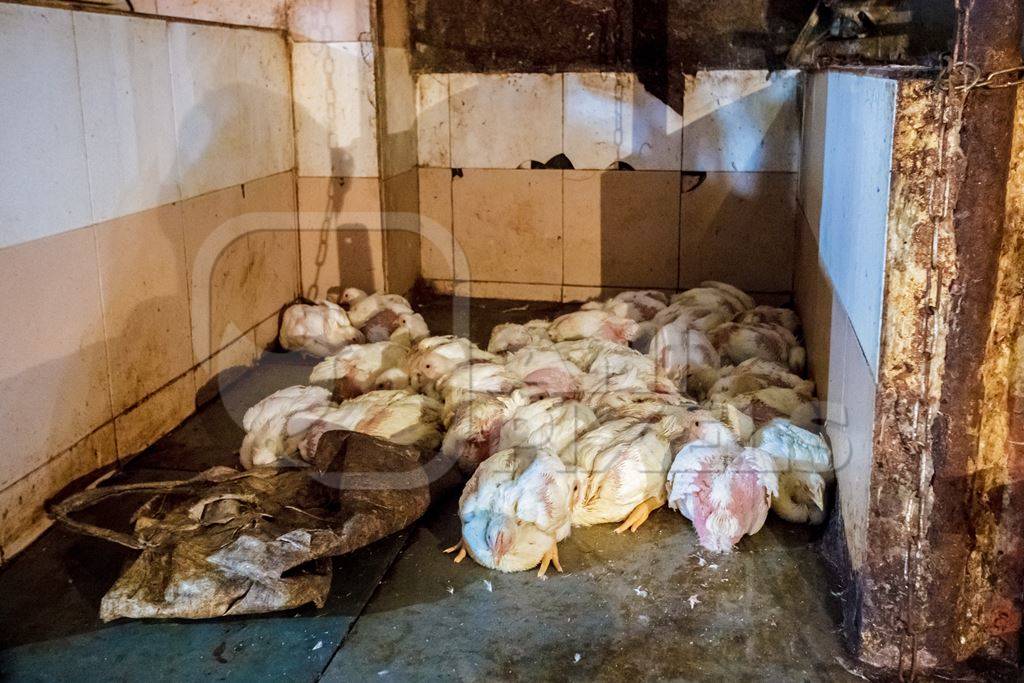 Broiler chickens at Crawford meat market in Mumbai in India