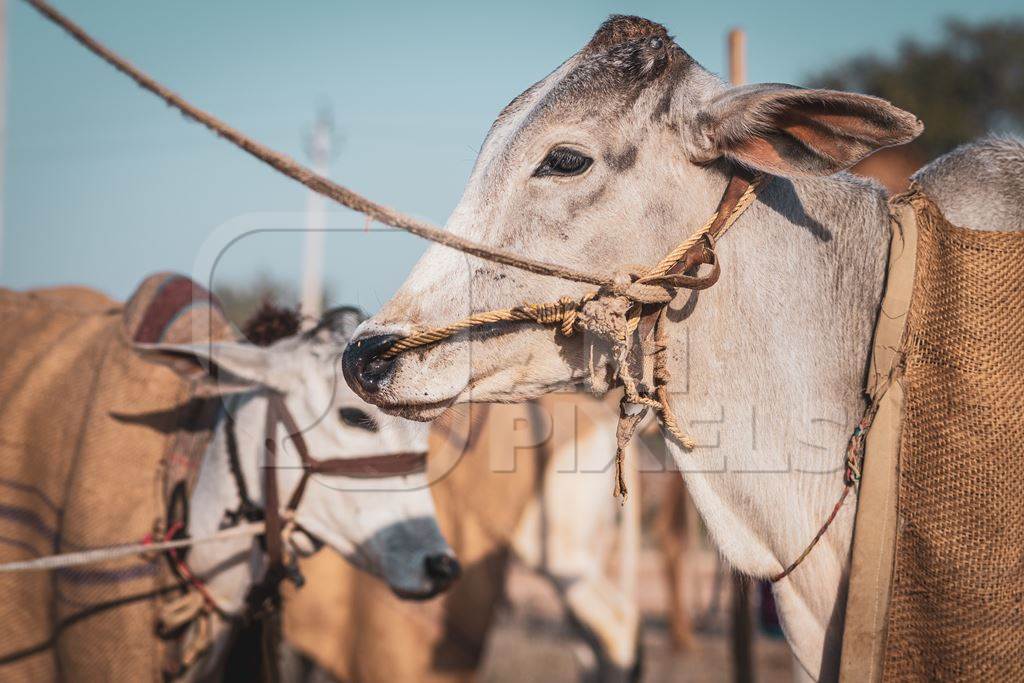 Indian cows or bullocks tied up with nose ropes and wearing blankets at Nagaur Cattle Fair, Nagaur, Rajasthan, India, 2022