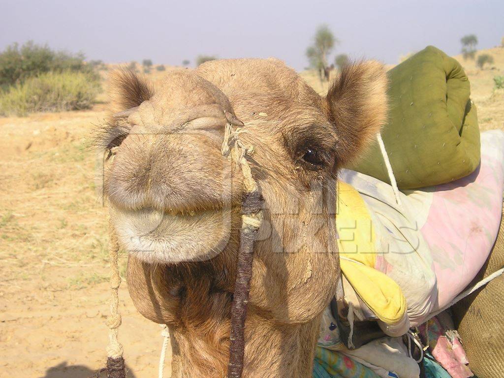 Close up of brown Indian camel in desert carrying items
