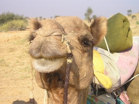 Close up of brown Indian camel in desert carrying items