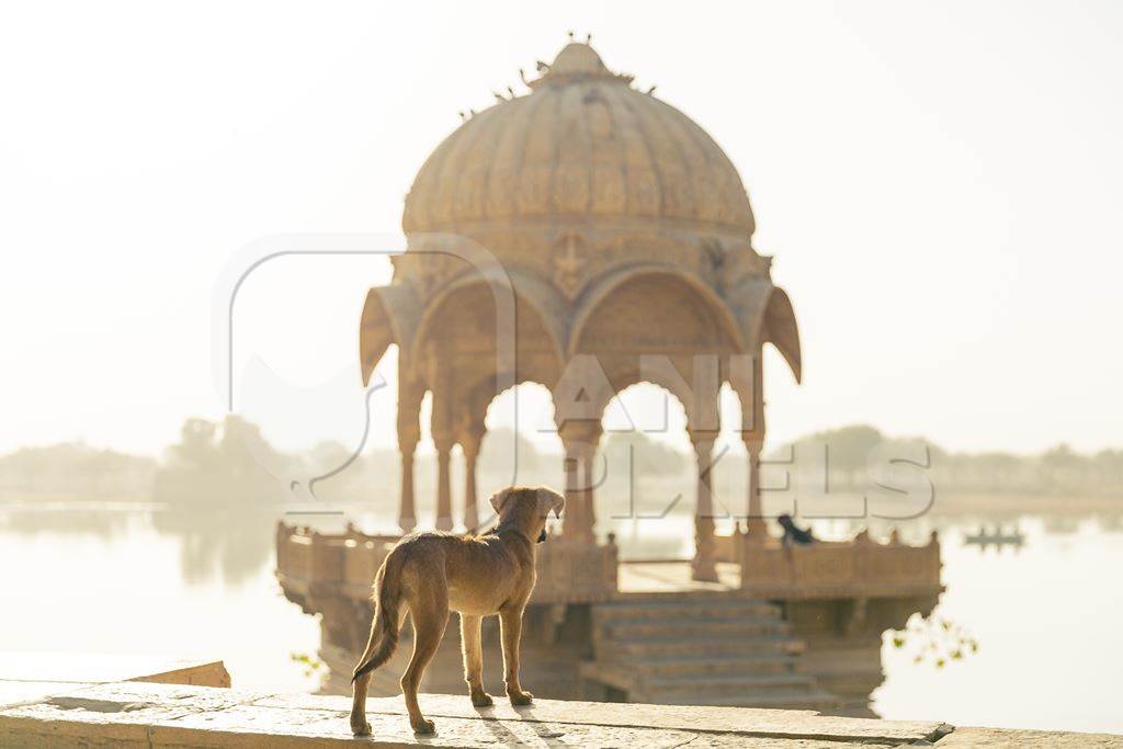 Street dog standing on shore of lake with temple with white background